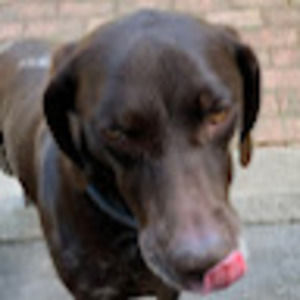 Meet your Posher, Lucy